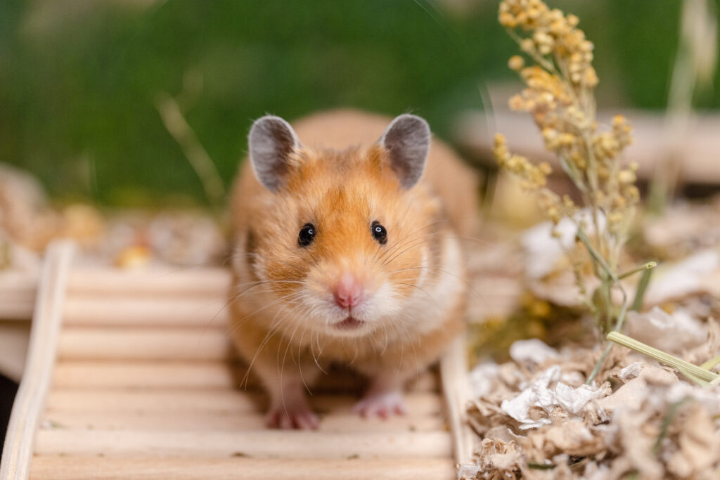 Adorable golden hamster surrounded by natural textures and greenery.